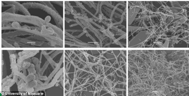显微镜下的外形洞穴粘液 显微镜下的外形洞穴粘液