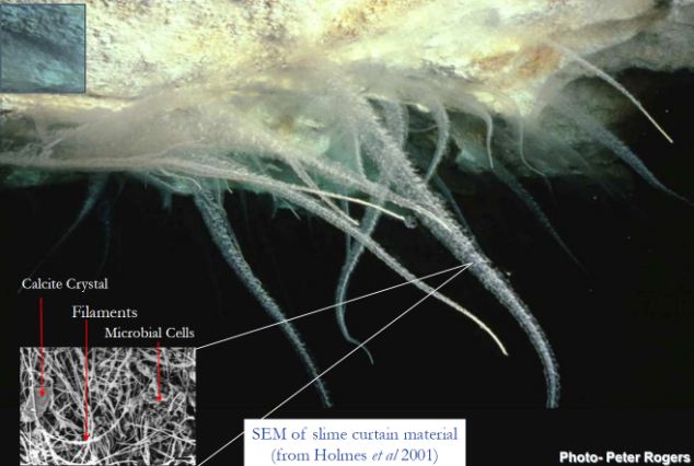 ��Ѩ�﷢�ֵ���һ������ճҺȺ��